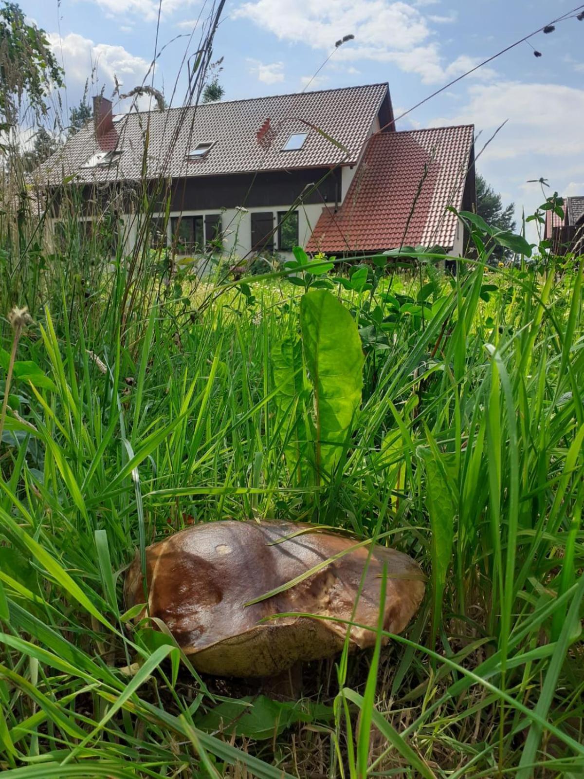 Villa Przytulisko Stara Kiszewa Exterior foto